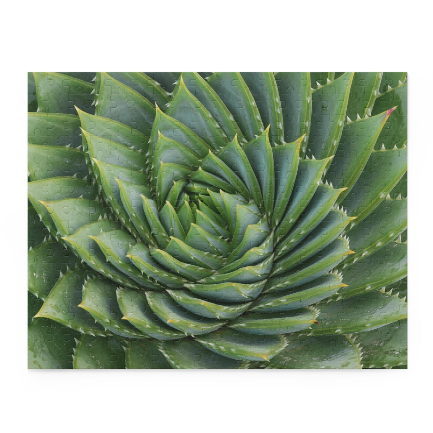 Spiral Aloe Puzzle (120, 252, 500-Piece)