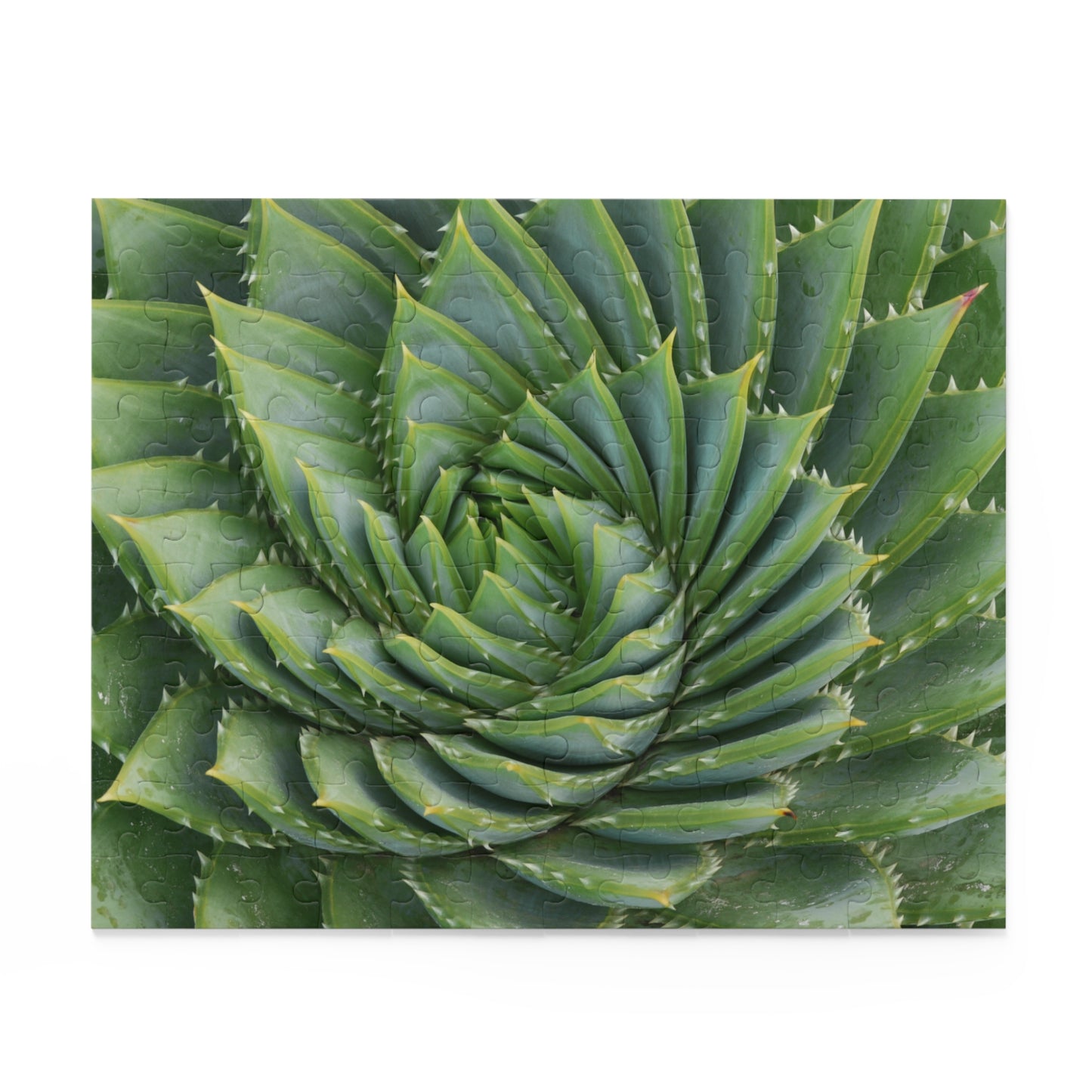 Spiral Aloe Puzzle (120, 252, 500-Piece)