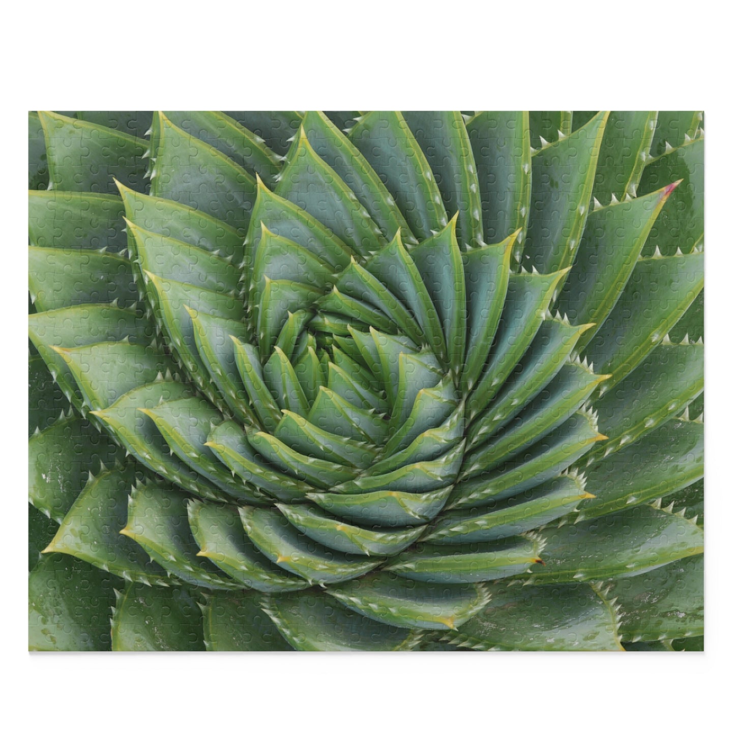 Spiral Aloe Puzzle (120, 252, 500-Piece)