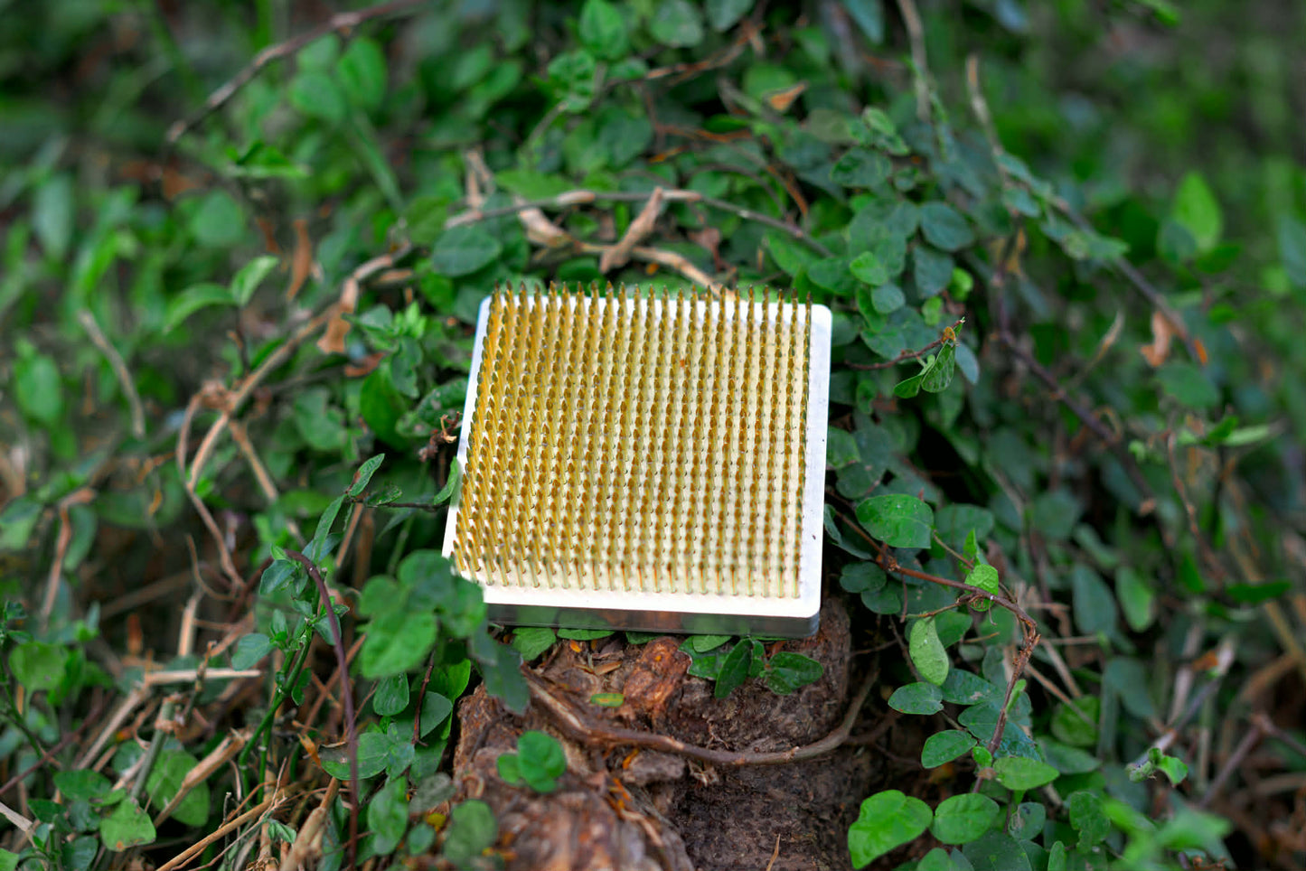 Premium Flower Kenzan - Exclusive Product!